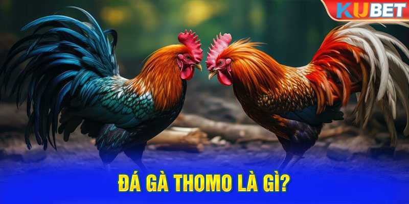 Đá gà thomo là gì?