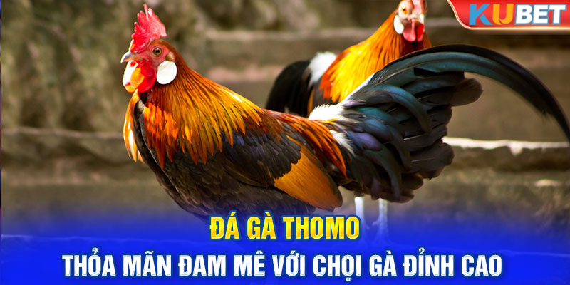 Đá Gà Thomo - Thỏa Mãn Đam Mê Với Chọi Gà Đỉnh Cao