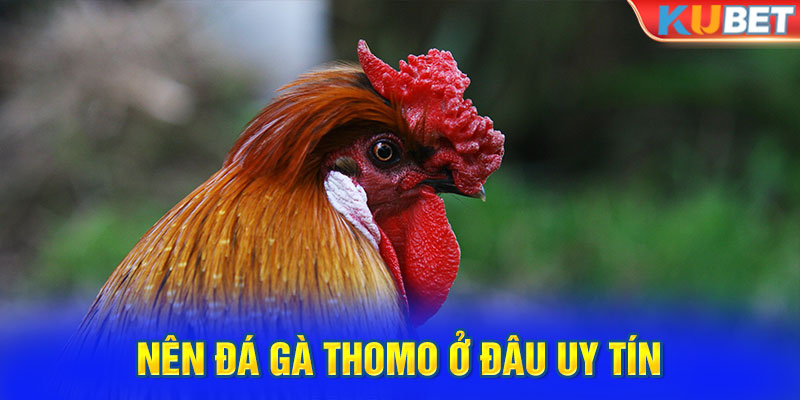 Nên đá gà thomo ở đâu uy tín