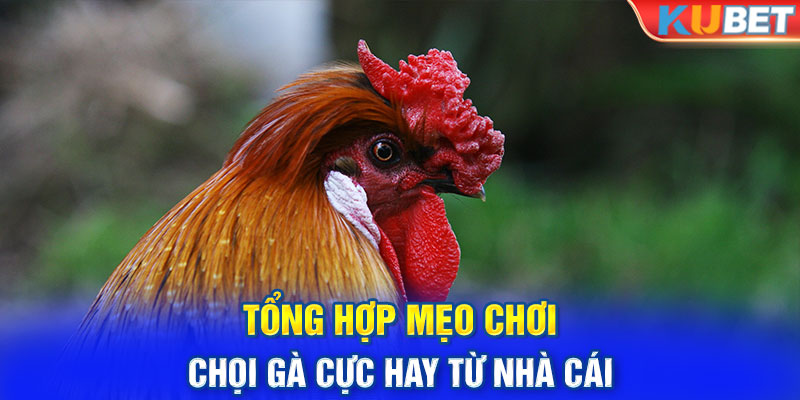 Tổng hợp mẹo chơi chọi gà cực hay từ nhà cái